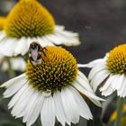 Blüte und Hummel im Partnerlook