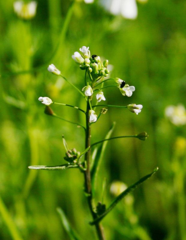 Blüte und Käfer