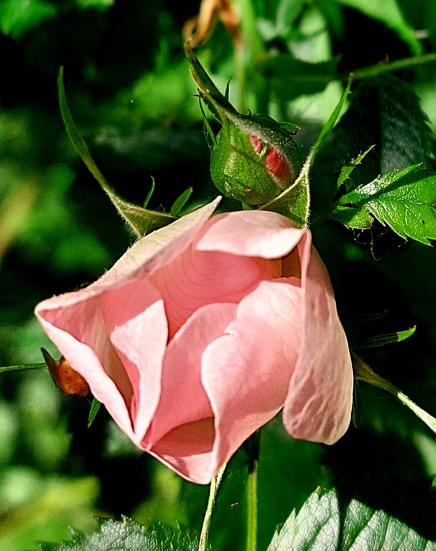 "Blüte und Knopse"