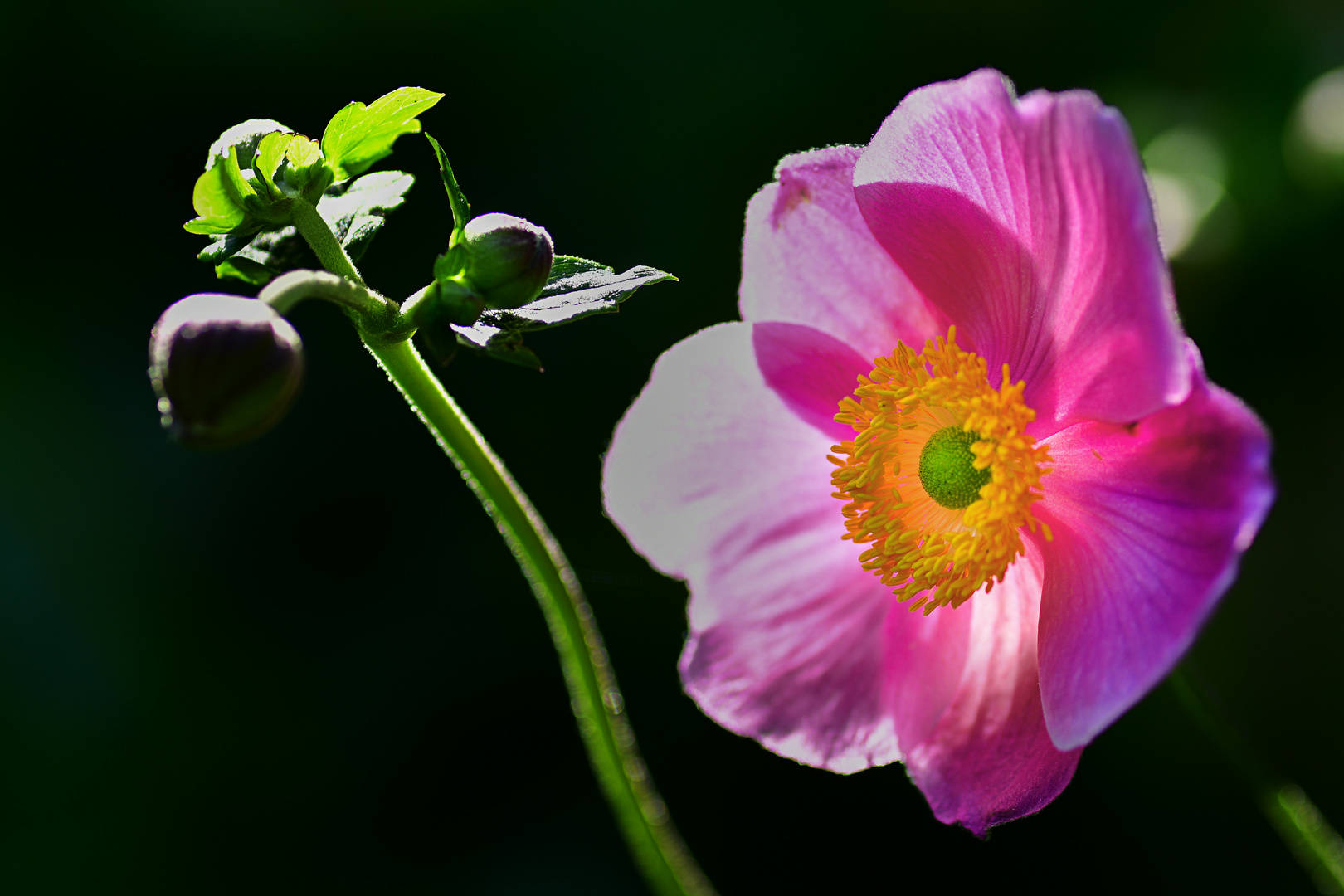 Blüte und Knospe