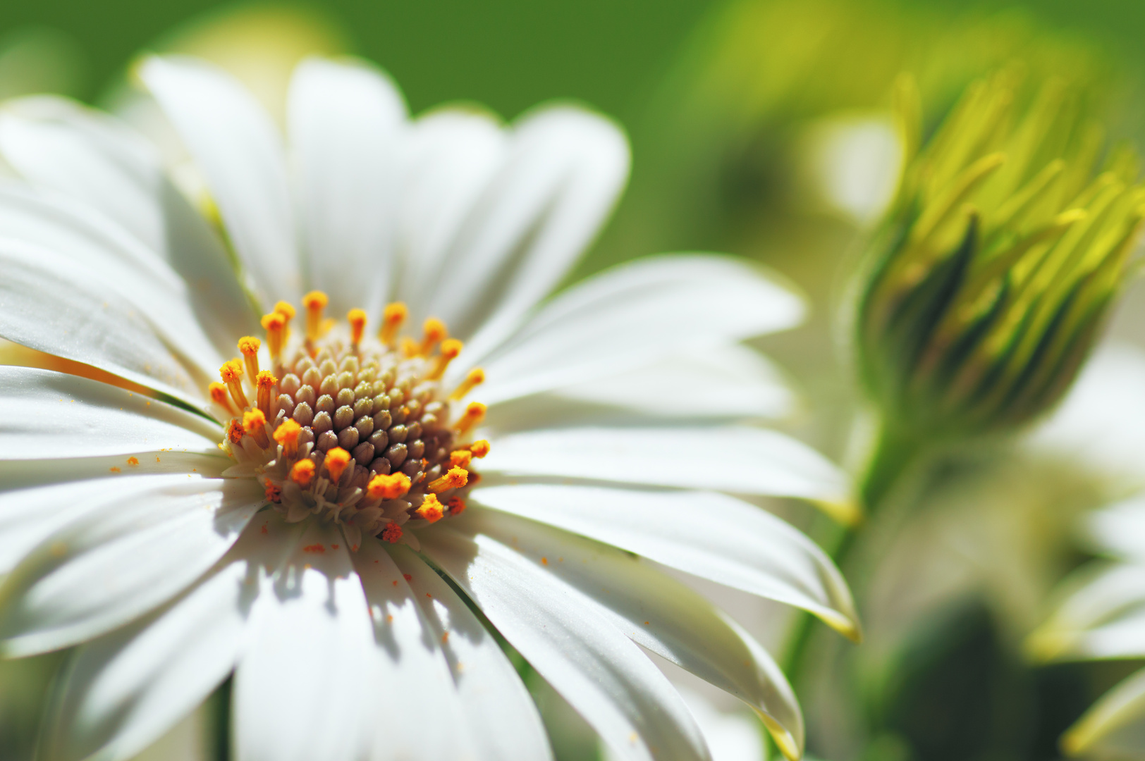 Blüte und Knospe