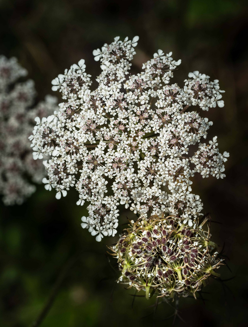 Blüte und Knospe