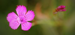 Blüte und Knospe