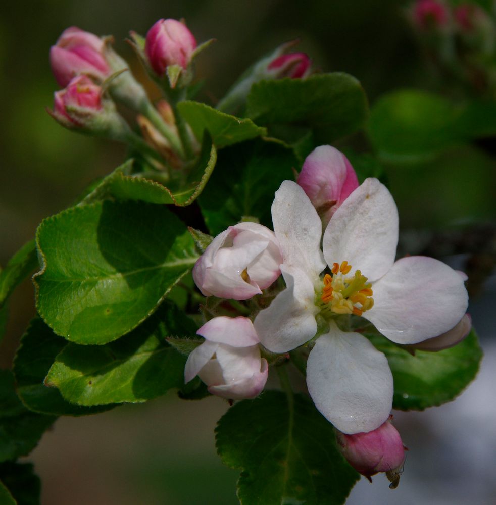 Blüte und Knospe- früher Apfel