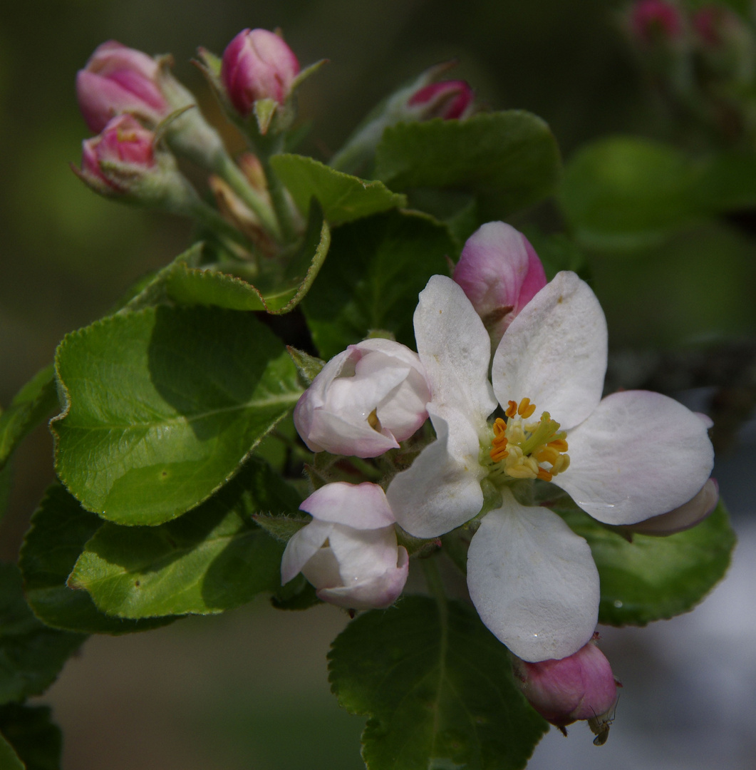 Blüte und Knospe- früher Apfel