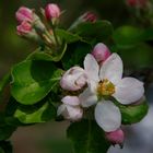 Blüte und Knospe- früher Apfel