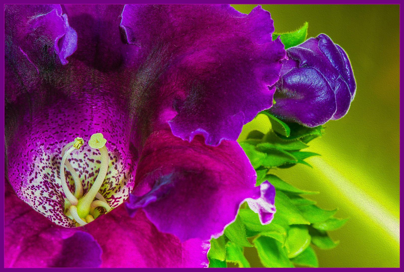 Blüte und Knospe, Gloxinia