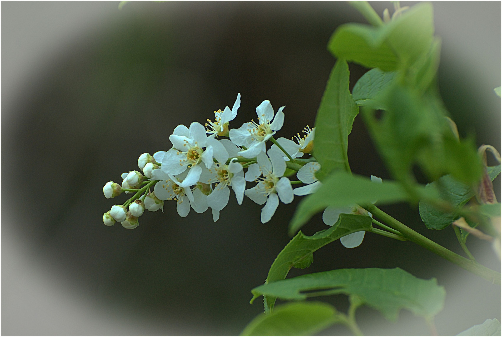 Blüte und Knospe (Mittwochesblümchen)