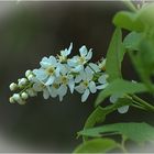 Blüte und Knospe (Mittwochesblümchen)