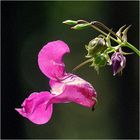 Blüte und Knospen