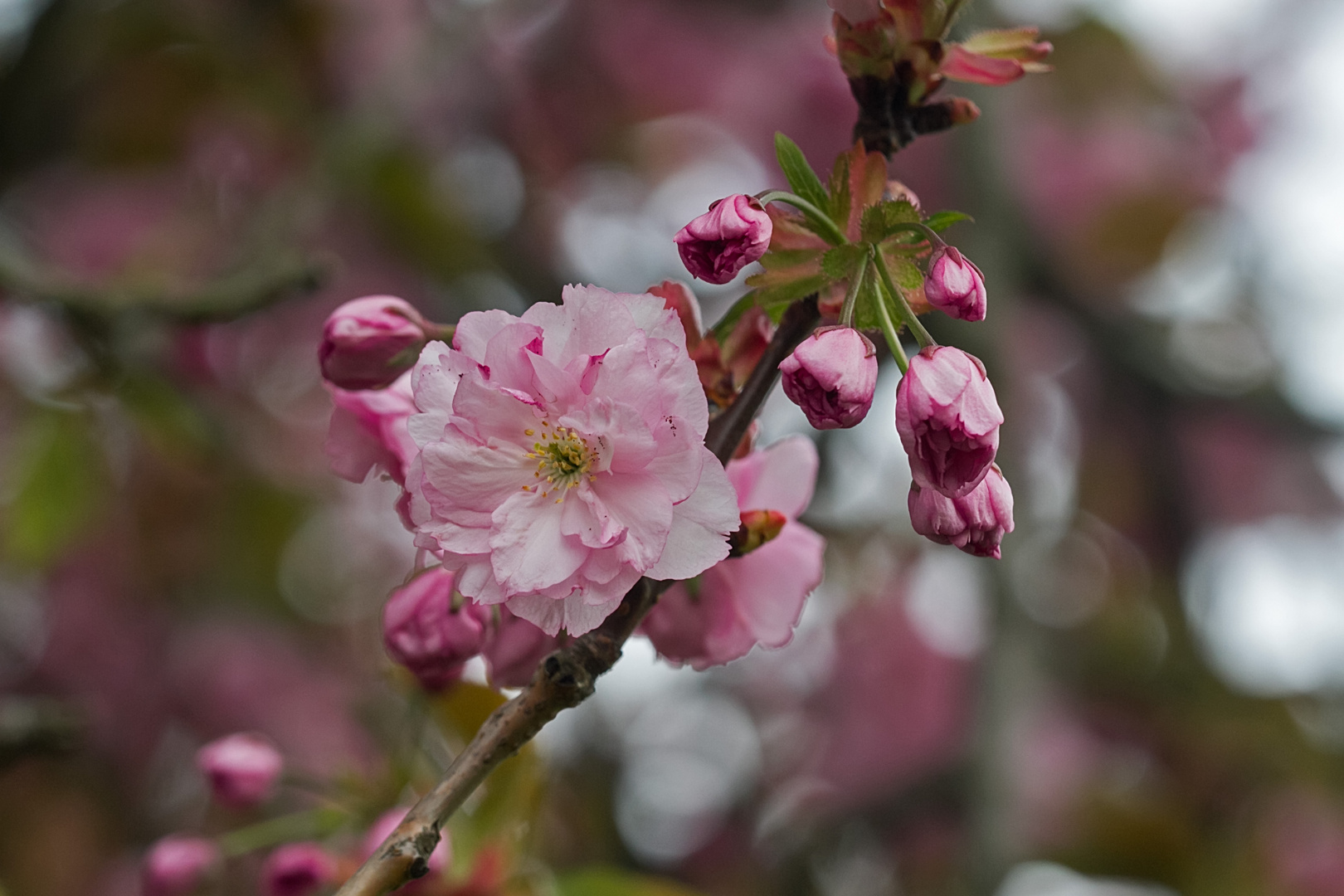 Blüte und Knospen