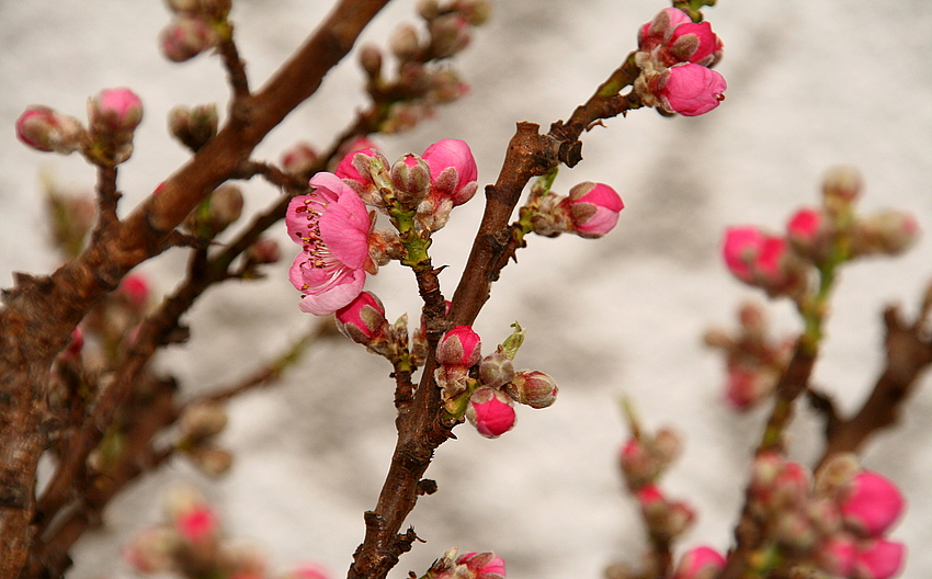 Blüte und Knospen....