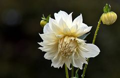 ~~~ Blüte und Knospen ~~~