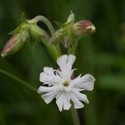 Blüte und Knospen