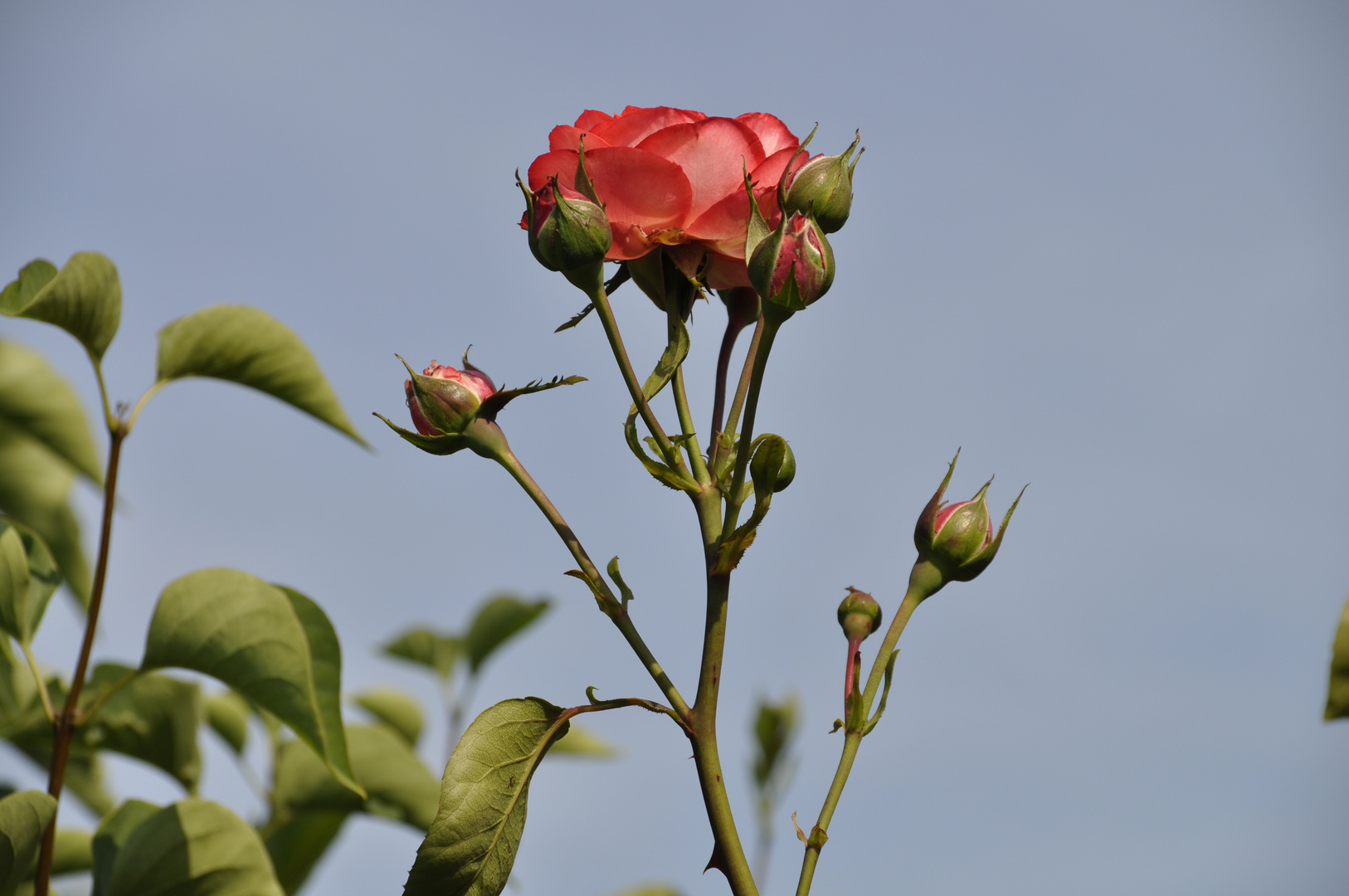 Blüte und Knospen