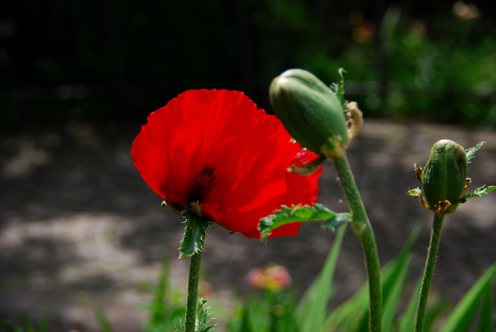 Blüte und Knospen