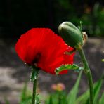 Blüte und Knospen