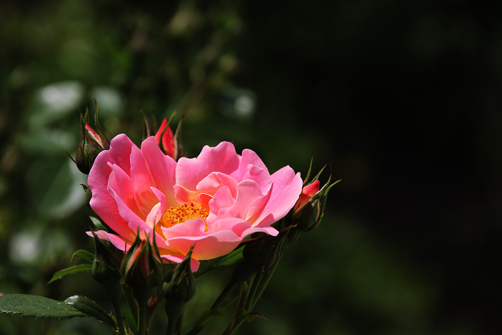 Blüte und Knospen