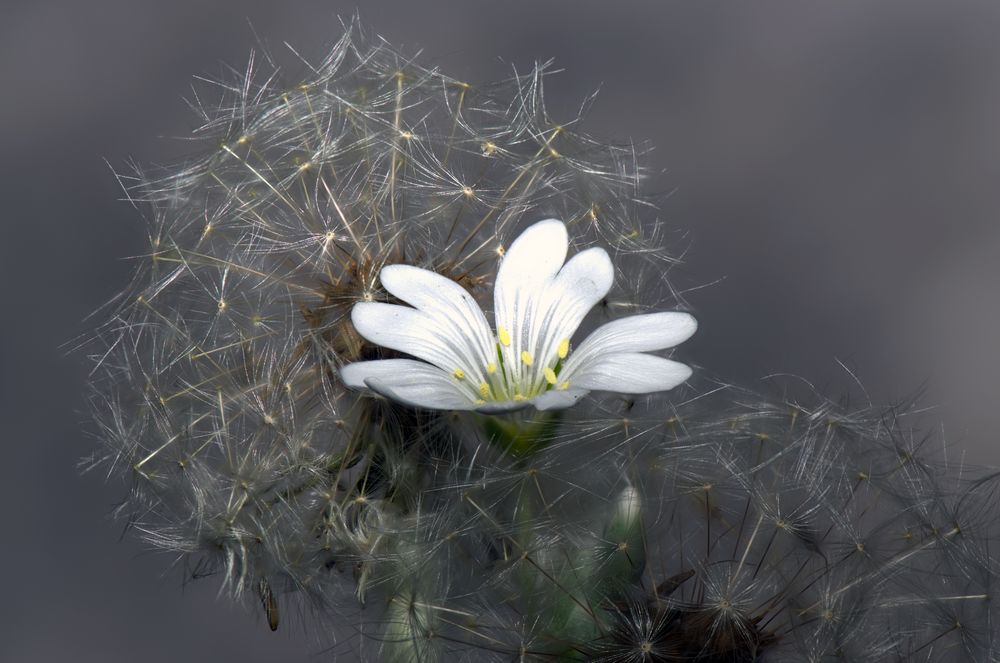 Blüte und Löwenzahn