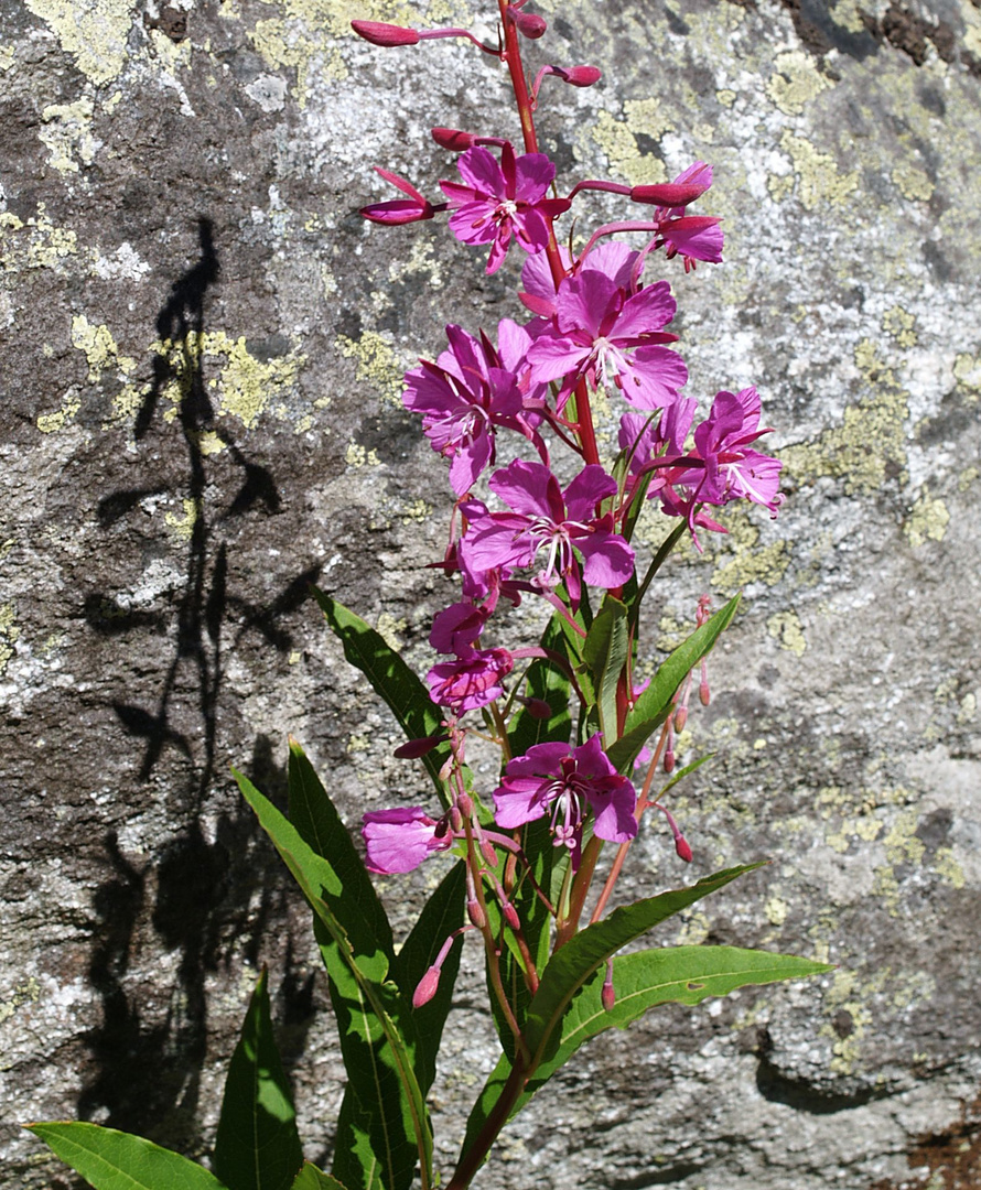 Blüte und Schatten     P7022655