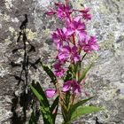 Blüte und Schatten     P7022655