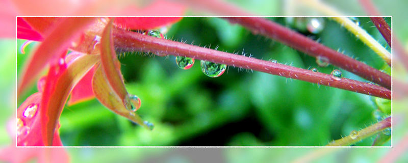 blüte und tropfen