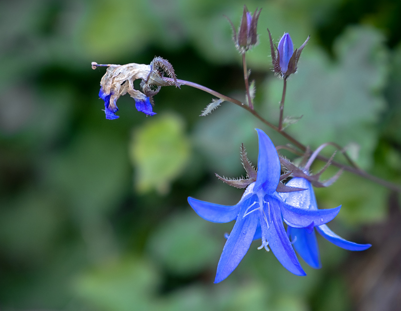 Blüte und verblühtes