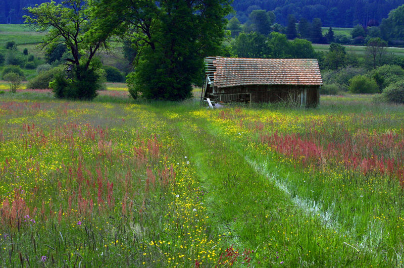 Blüte und Verfall