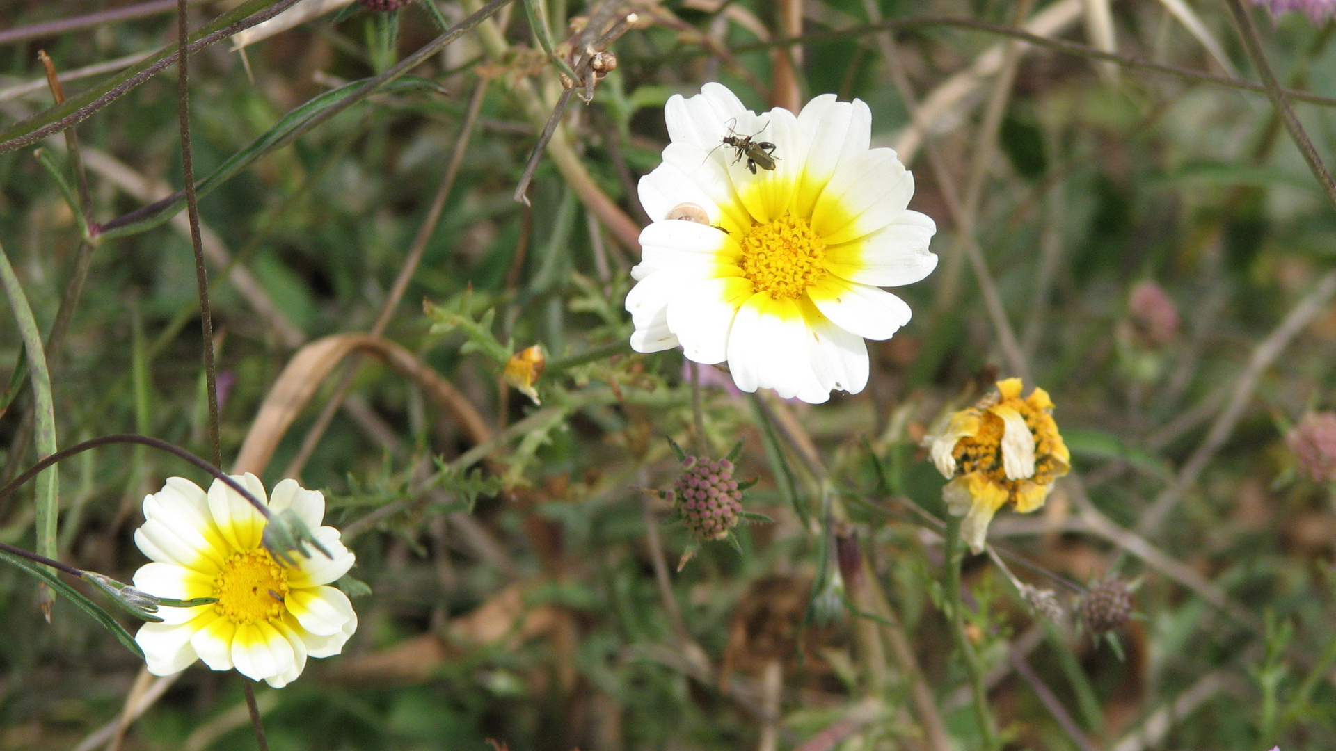 "Blüte" und Vergänglichkeit