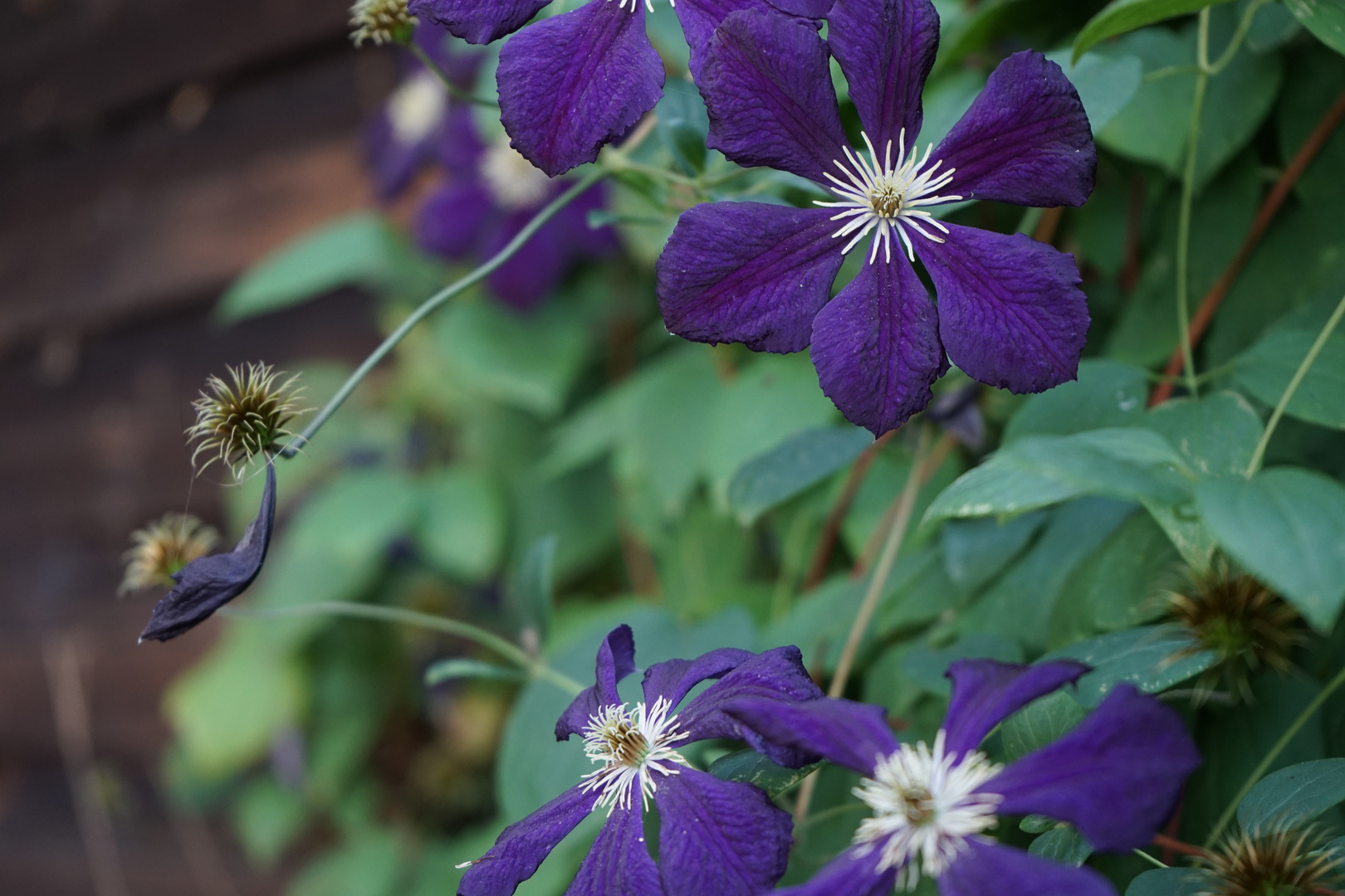 Blüte und Vergänglichkeit 