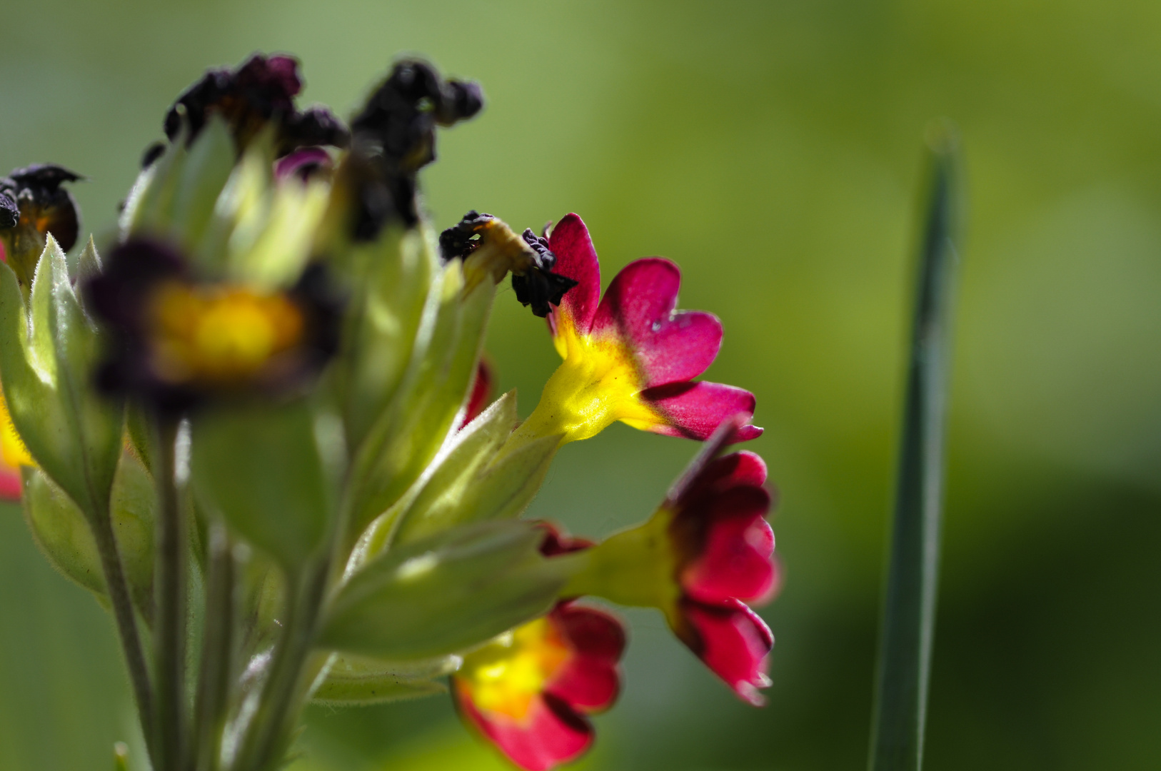 Blüte und Vergänglichkeit