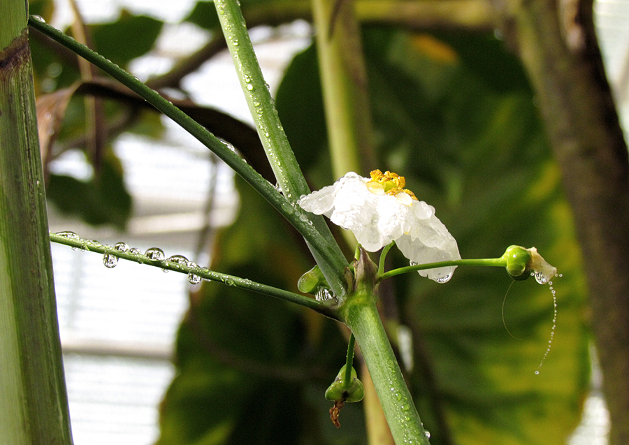 Blüte und Wassertropfen