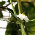 Blüte und Wassertropfen