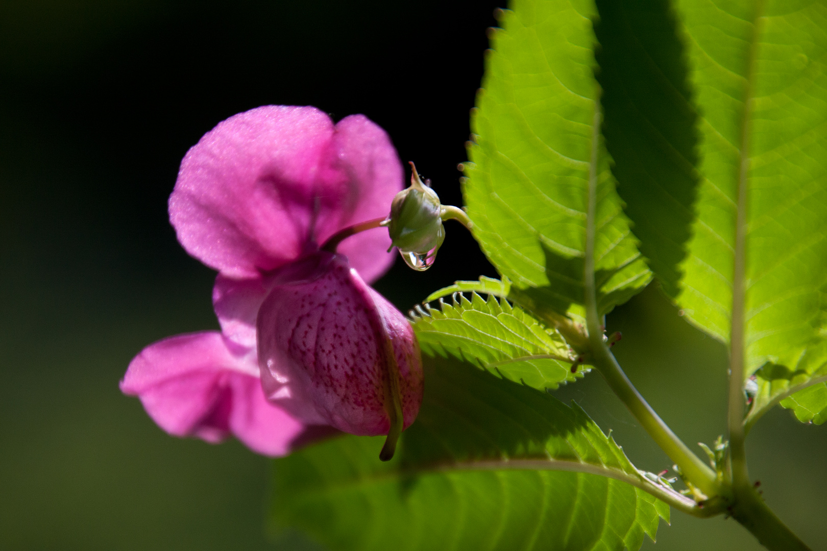 Blüte und Wassertropfen