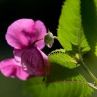 Blüte und Wassertropfen