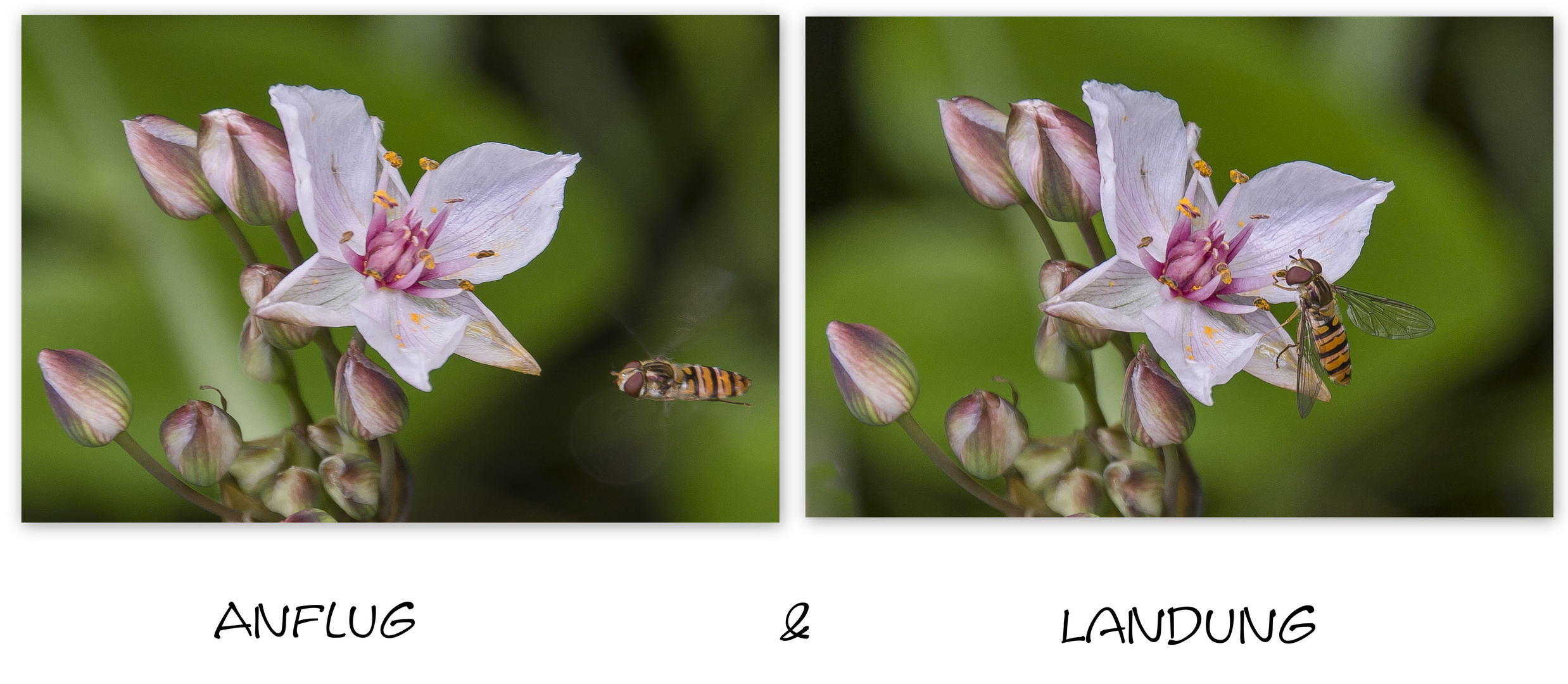 Blüte und Wespe...