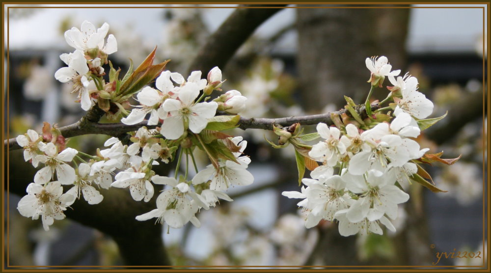 Blüte unseres Apfelbaumes....