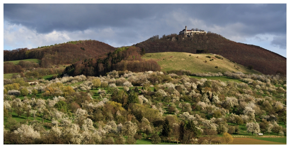 Blüte unter der Teck