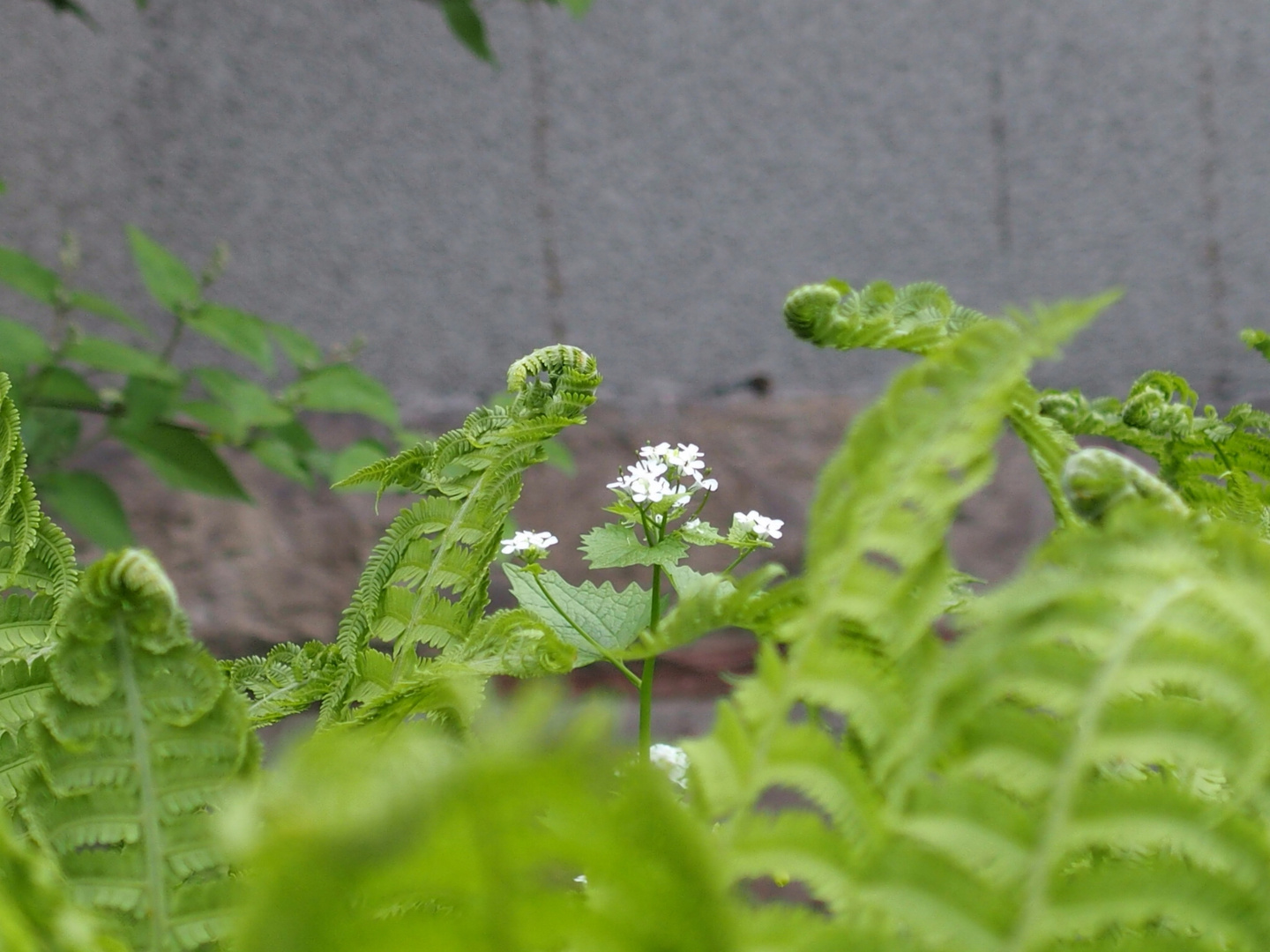 Blüte unter vielen Farnen