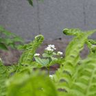 Blüte unter vielen Farnen