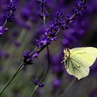 .....Blüte verfehlt - jetzt geht es abwärts........