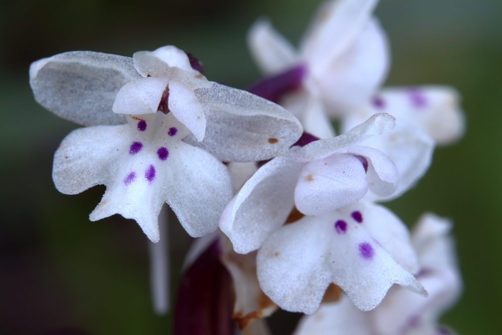 Blüte Vierpunkt Knabenkraut