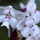 Blüte Vierpunkt Knabenkraut