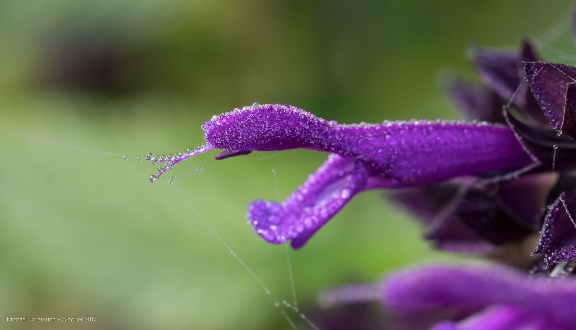 Blüte voller Tropfen