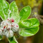 Blüte vom Apfelbaum