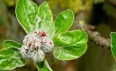 Blüte vom Apfelbaum