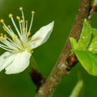 Blüte vom Birnbaum