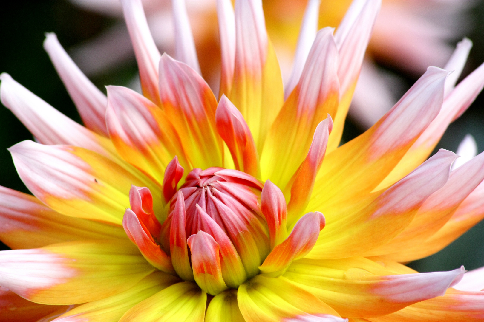 Blüte vom Bodensee