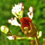 Blüte vom Braunwurz