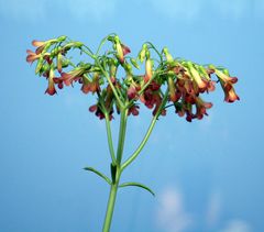 Blüte vom Brutblatt